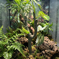 Lifelike Reptile Branch for Snake Accessories, Realistic Climbing Branch with Multi-Colored Leaves, 20cm X 7cm, 1 Piece