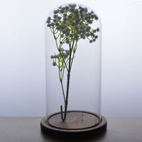 Glass Display Dome with Wooden Base for Dried Flowers and Micro Landscapes