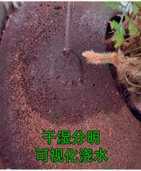 轻壤鹿角蕨上板球平替水苔球蝴蝶兰碳绵基质植物墙板植球免搓水苔