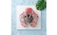 U-Shaped Baby Pool Swim Aid with Safety Harness Cushioned Baby Swim Swim Aid Padded Adjustable for Babies, Infants, Toddlers, Swimming Practice