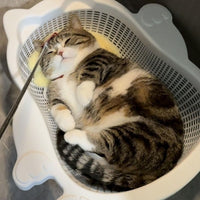 加厚舒适可抓降温PP耐透气猫床猫窝夏季水洗凉爽菜篮子垫子宠物窝