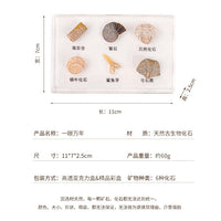 晶石物语天然水晶矿石标本原石亚克力树脂盒子密封化石摆件儿童礼