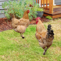 Yiwol 3mm Double-Sided Printed Plastic Hen Garden Stake for Yard Art