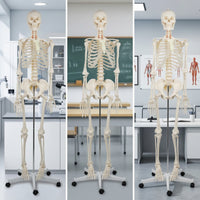 Human Skeleton Model Full-Body Skeleton Model with Stand Structural for Medical Students, Teachers, Classroom, Research Facility