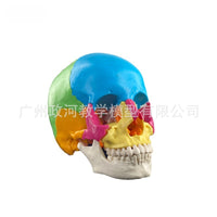 人体头颅骨着色模型 彩色头骨性分离模型带颈椎上色区分22块区域