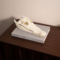 Resin Crocodile Skull Ornament Bone-Like Crocodile Skull Tabletop Sculpture Classy-Looking for Collectors, Decorators, Living Room, Study, Tea Table
