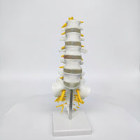 Human Spine Model Vertebrae Model Anatomical for Classroom