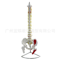Human Spine Model, 80 cm, PVC, Hanging without Pelvis