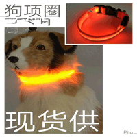 USB Rechargeable LED Luminous Pet Collar for Small to Large Dogs