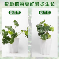 Plant Support Stakes for Monstera, Bird of Paradise, and Other Plants