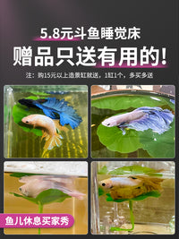 斗鱼专用鱼缸亚克力小型桌面观赏家用创意生态积木盒造景装饰全套 中号高透【缸+梦幻紫珊瑚套餐】