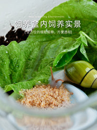 蜗牛饲养盒蜗牛生态缸白玉蜗牛饲养盒蜗牛专用饲养盒蜗牛饲养套装