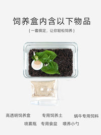蜗牛饲养盒蜗牛生态缸白玉蜗牛饲养盒蜗牛专用饲养盒蜗牛饲养套装