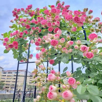 Wrought Iron Climbing Plant Trellis, Black Metal Garden Arch for Roses and Clematis, Outdoor Balcony Flower Support Frame