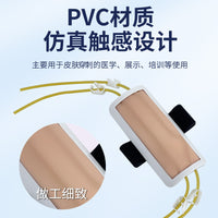 Forearm Venipuncture Training Model for Injection, Blood Transfusion, and Blood Draw