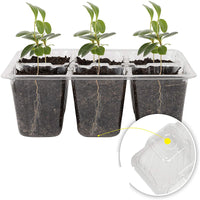 12-Cell Plastic Seedling Starter Trays with Humidity Dome - 3-Pack