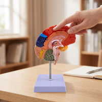 Color-Coded Brain Model with Labels