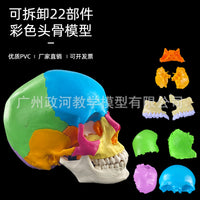 人体头颅骨着色模型 彩色头骨性分离模型带颈椎上色区分22块区域