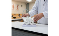 Childbirth Teaching Pelvis Educational Display Fetal Birth Model High Simulation Midwifery Training Model