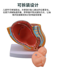妇产科 女性盆腔附足月胎儿模型 妊娠发育九个月胎儿子宫生殖模型