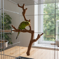 Grapewood Bird Perch Stand for Parrots and Birds, Natural Wood Cage Accessory