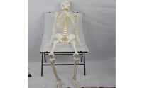 Human Skeleton Model Full-Body Skeleton Model with Stand Structural for Medical Students, Teachers, Classroom, Research Facility