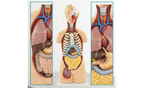 Torso Model with Removable Organs Anatomically Correct Physical Torso Model Hand Painted for Teachers, Students, Classroom