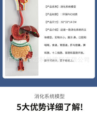 人体消化系统模型 消化道胃剖面 鼻咽喉 大小肠 胃解剖模型肛肠科