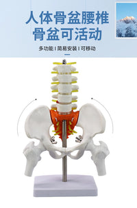 动态女性腰椎骨盆骨骼模型关节可活动迷你小盆骨产康人体医用骨架