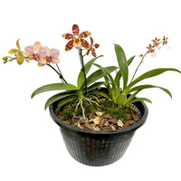8.5 Inch Aquatic Plant Basket Resistant Round Soilless Cultivation Mesh Pot Heavy Duty Soilless Cultivation Growing Cup