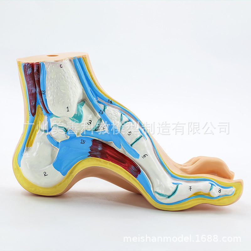 Arched Foot-handwrit