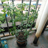Indoor Plant Support with Coated Stakes, Tall 75cm Garden Obelisk for Clematis, Single Hoop Plant Stakes, Potted Plants