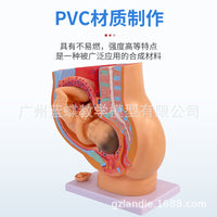 Fetal Development Process Model Embryo Family Planning Model Fetal Development Process Model Uterus Anatomy