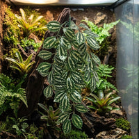 Bendable Climbing Vine and Lifelike Appearance Reptile Plants, Gecko Enclosure Accessories for Glass Mixed Foliage Reptile Plants