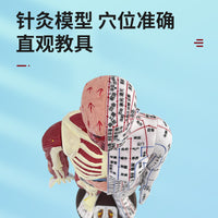 Human Acupuncture Model with Half Skin Half Muscle, 60cm