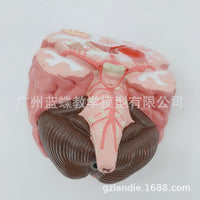 Human Brain Anatomy Model for Stroke and Brain Disease Education
