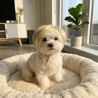 Blonde Pet Hairpiece Buttery Blonde Dog Hairpiece Halloween Costume for Photo Photography, Party
