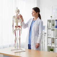 Flexible Spine Skeleton Model Nerve Features Flexible Skeleton Model