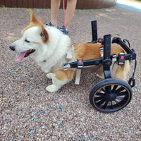 Pet Wheelchair Training Walking Aid Rear Support Wheelchair Adjustable Frame