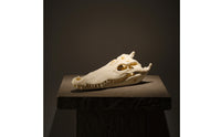 Skull Realistic Head with Open Jaw Easy to Clean for Study