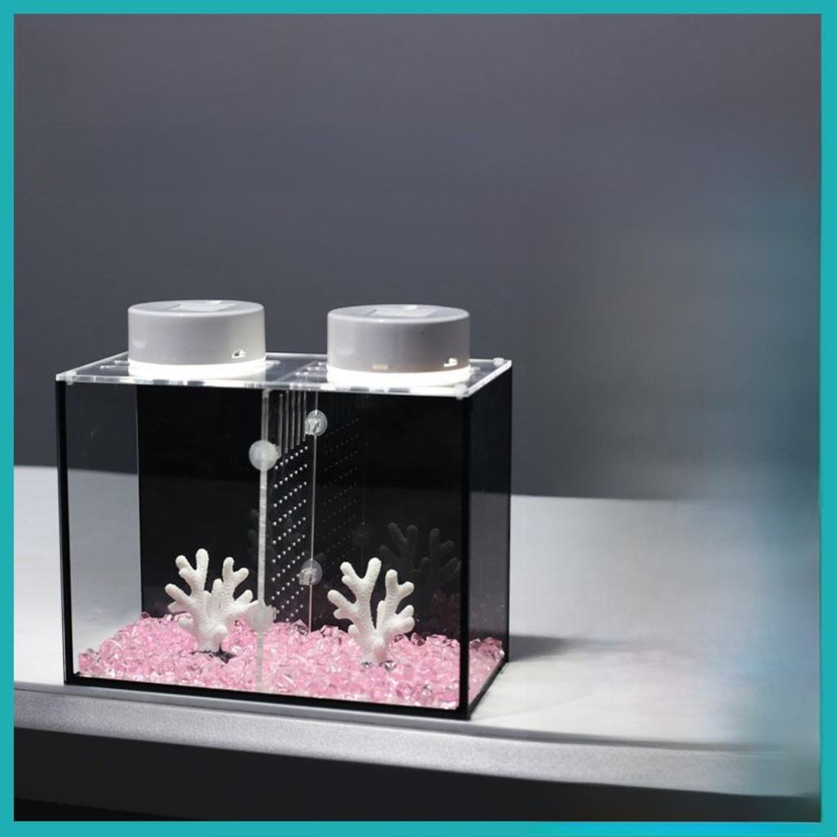 Glass Betta Fish Enclosure with Divider and Lighting