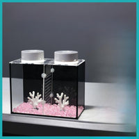 Glass Betta Fish Enclosure with Divider and Lighting
