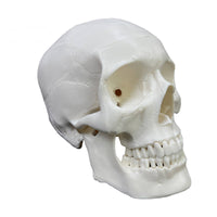 Human Head Model White for Medical Students, Physiological Class