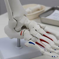 Structural Joint Model Detailed Display Life Size Joint Skeleton Mounted on Stand Human Foot Skeleton Model for Doctors