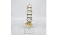 Human Spine Model Vertebrae Model Anatomical for Classroom