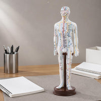 TCM Training Model Clear Labels Full Body Needle Therapy Figure for Classroom