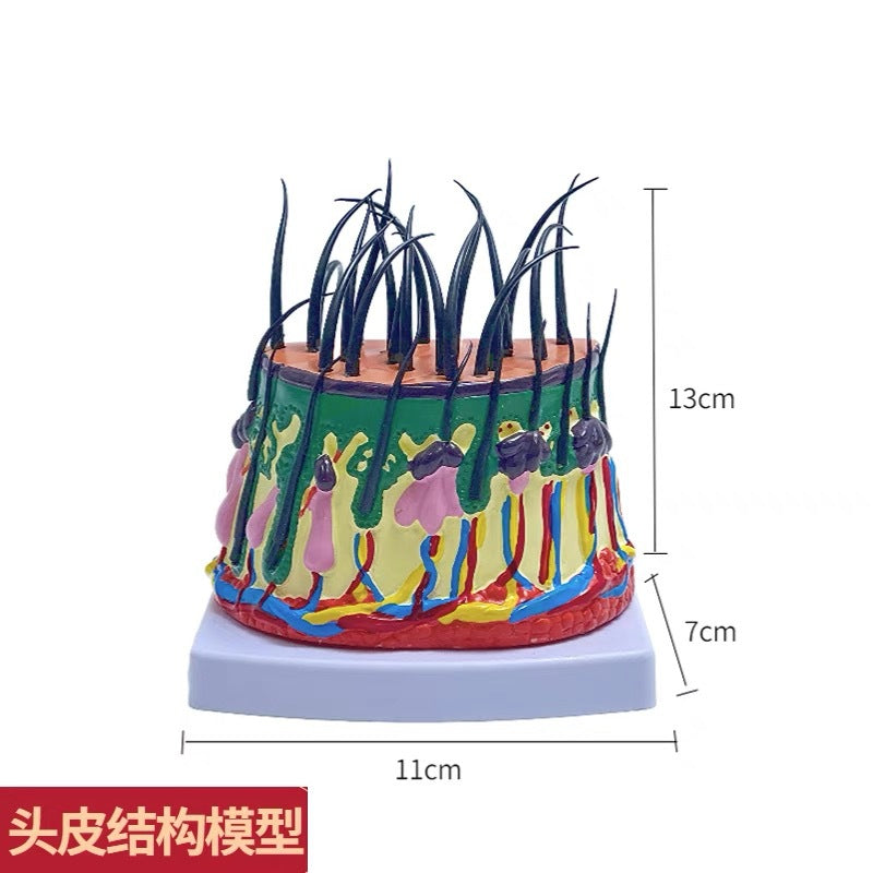 Scalp Structure Mdl