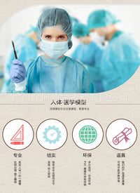 85CM人体骨骼带神经带椎间盘模型 骨架附肌肉起止点着色模型 神经