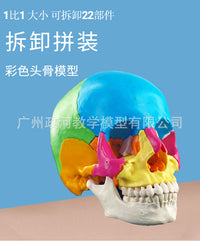 人体头颅骨着色模型 彩色头骨性分离模型带颈椎上色区分22块区域