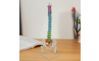 Human Skeleton Model Demonstration Skeleton Model with Stand Educational for Medical Students, Teachers, Classroom, Scientific Workspace, Office